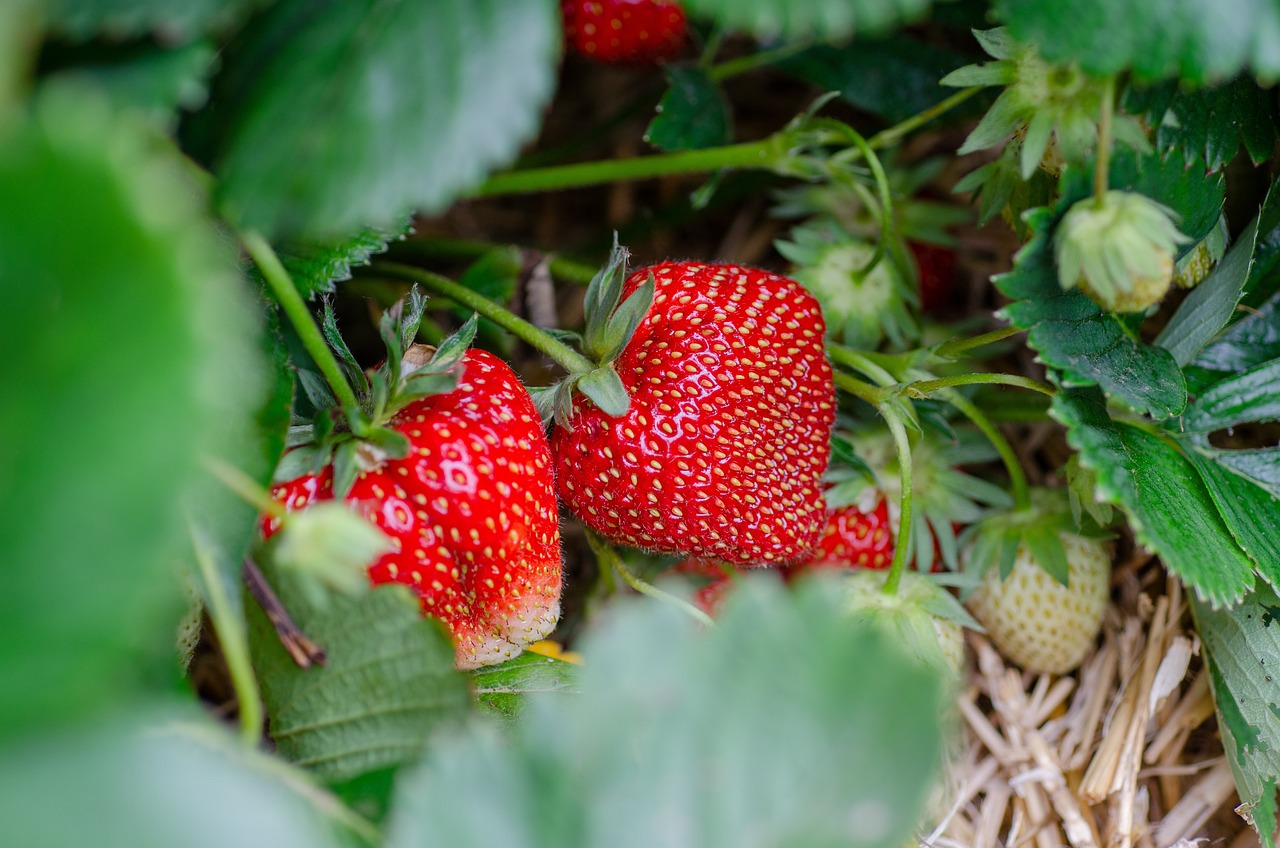 How to Grow Strawberries in a Vertical Garden